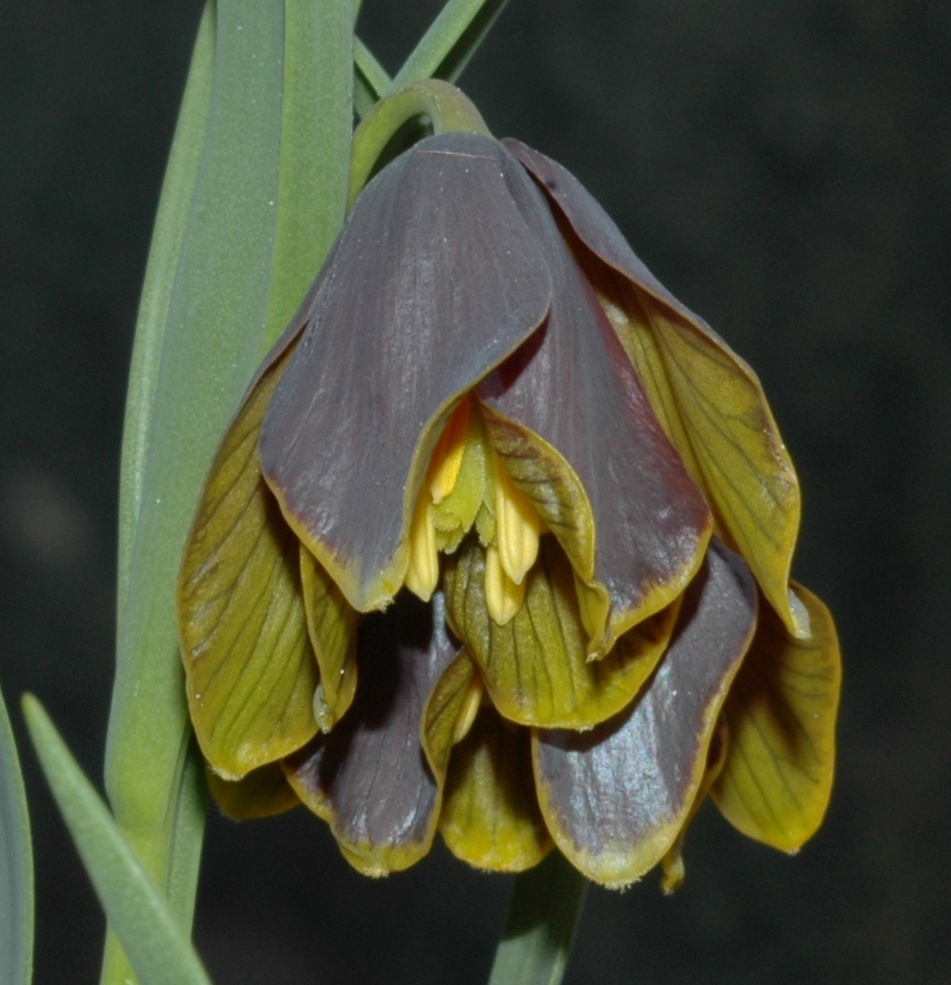 Liliaceae Fritillaria pinardii