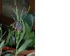 image of Fritillaria pinardii