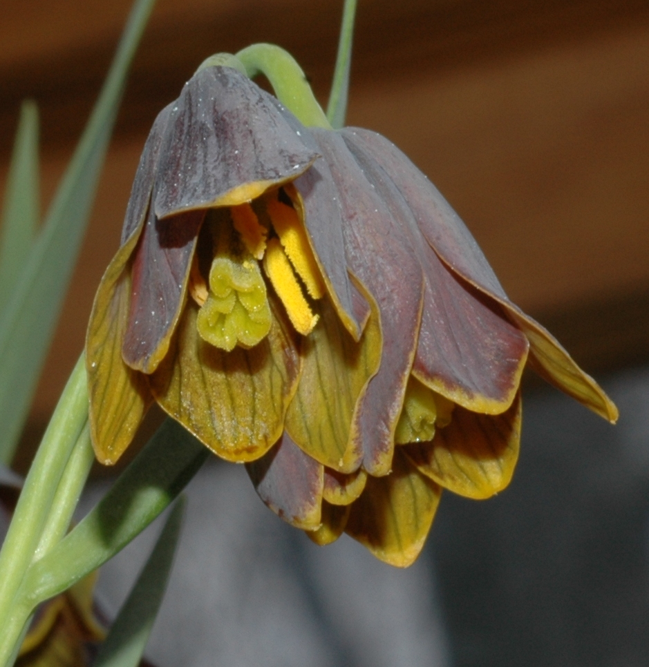 Liliaceae Fritillaria pinardii