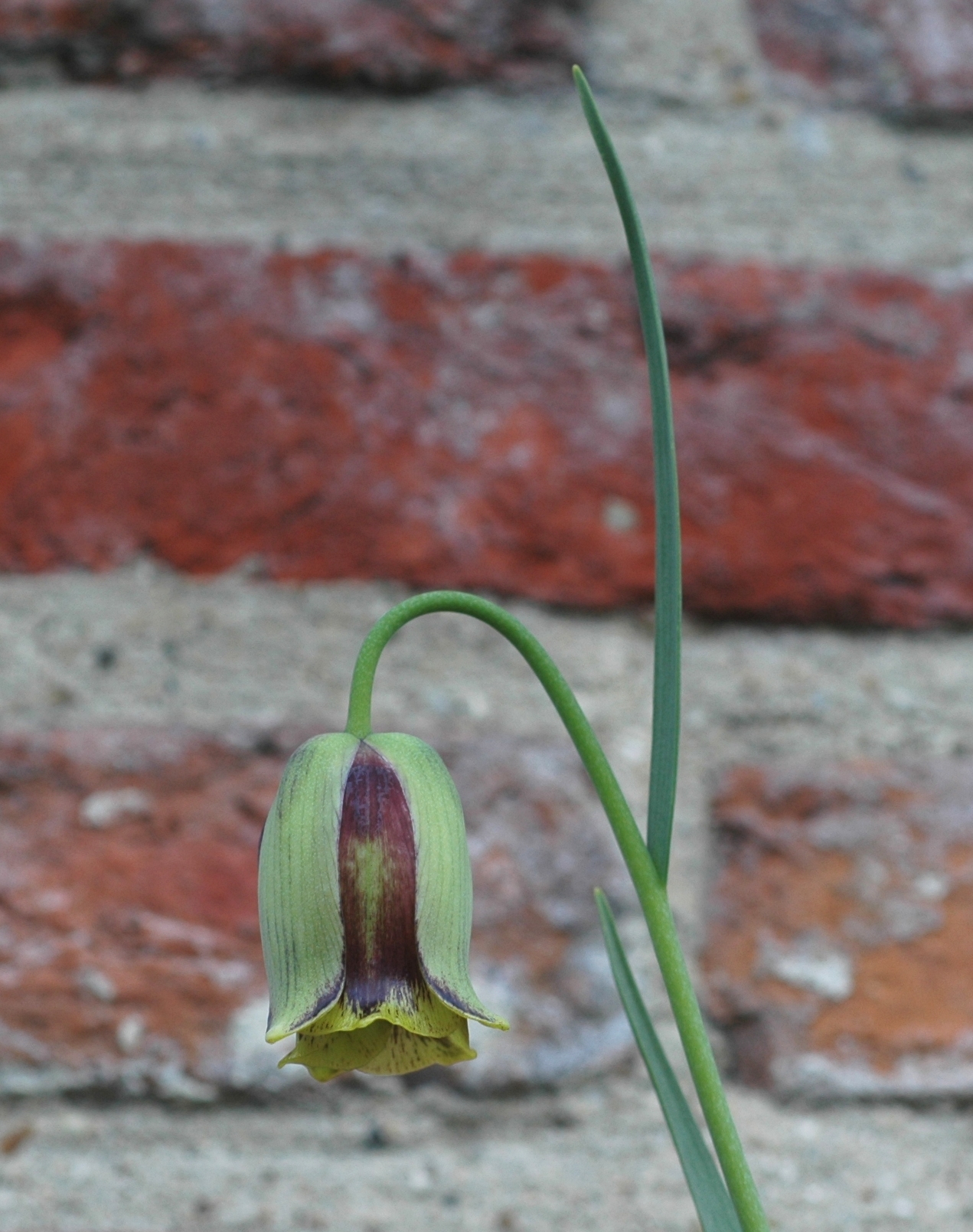 Liliaceae Fritillaria acmopetala
