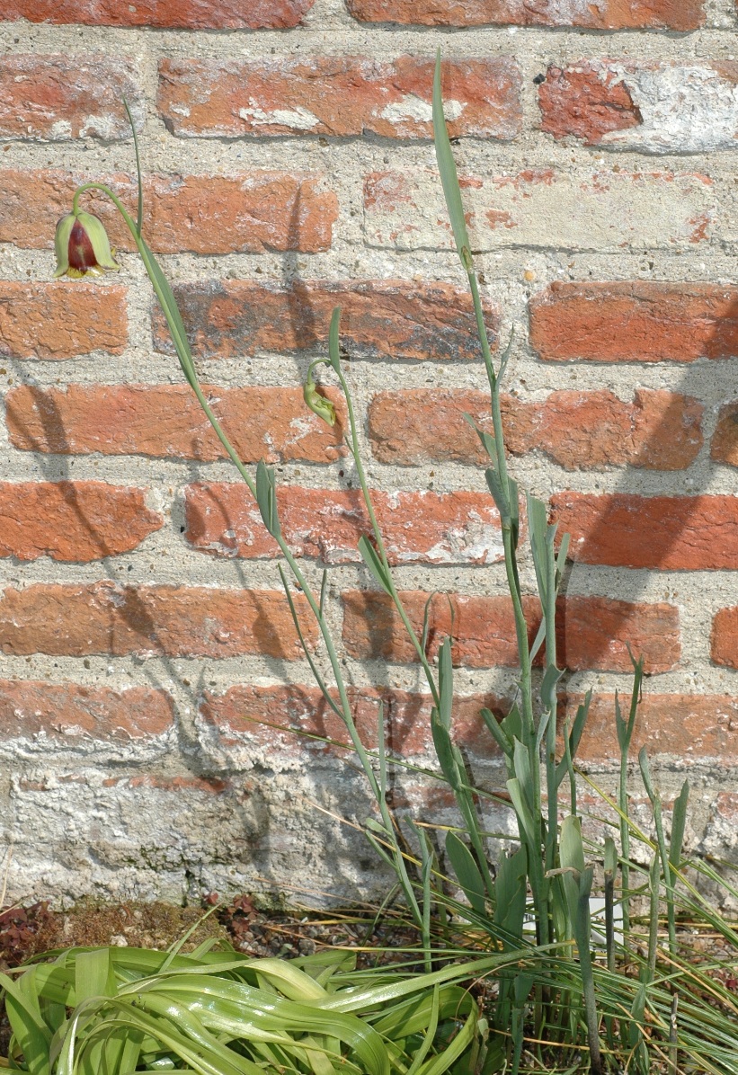 Liliaceae Fritillaria acmopetala