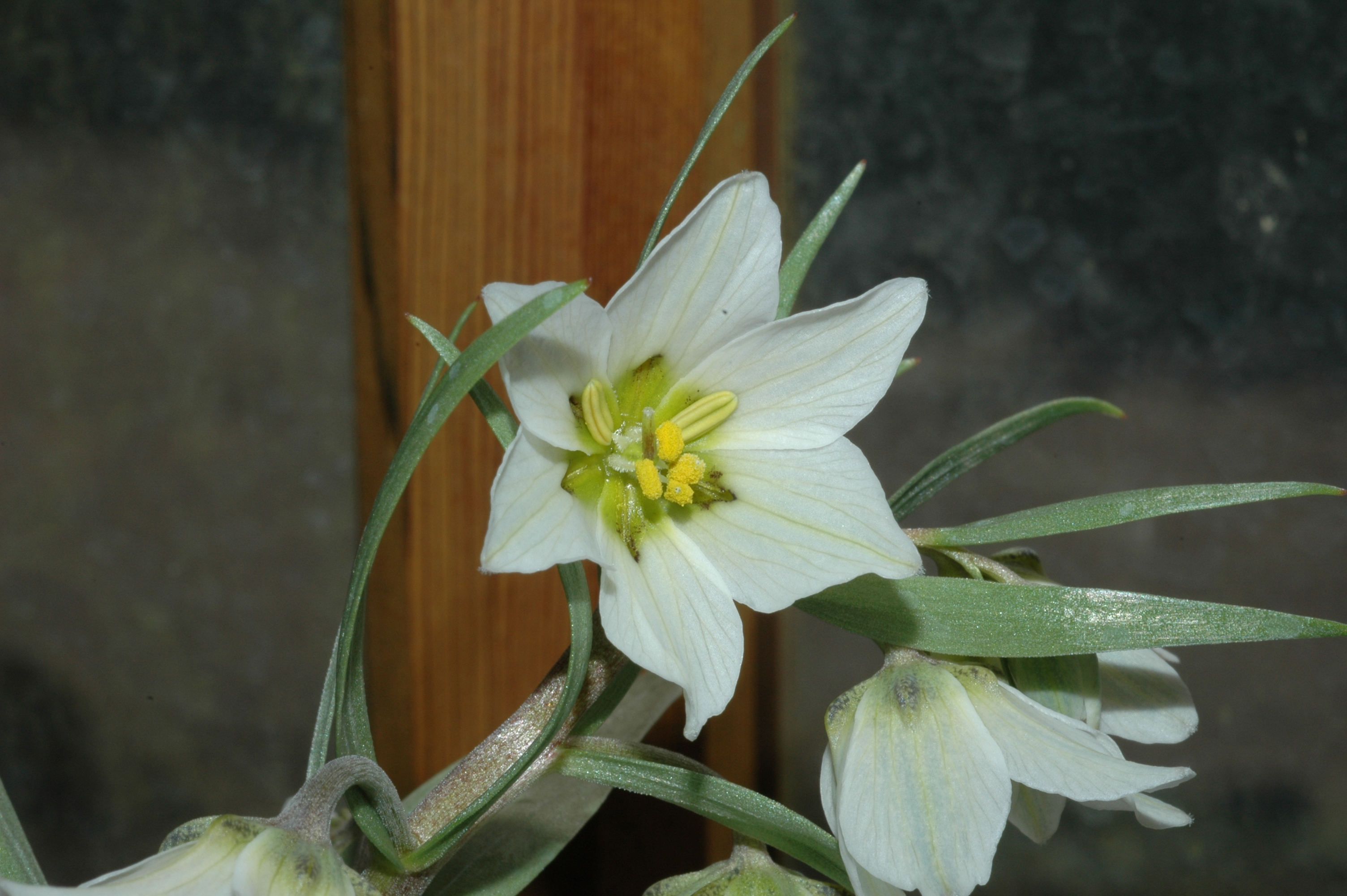 Liliaceae Fritillaria bucharica