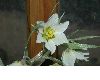 image of Fritillaria bucharica
