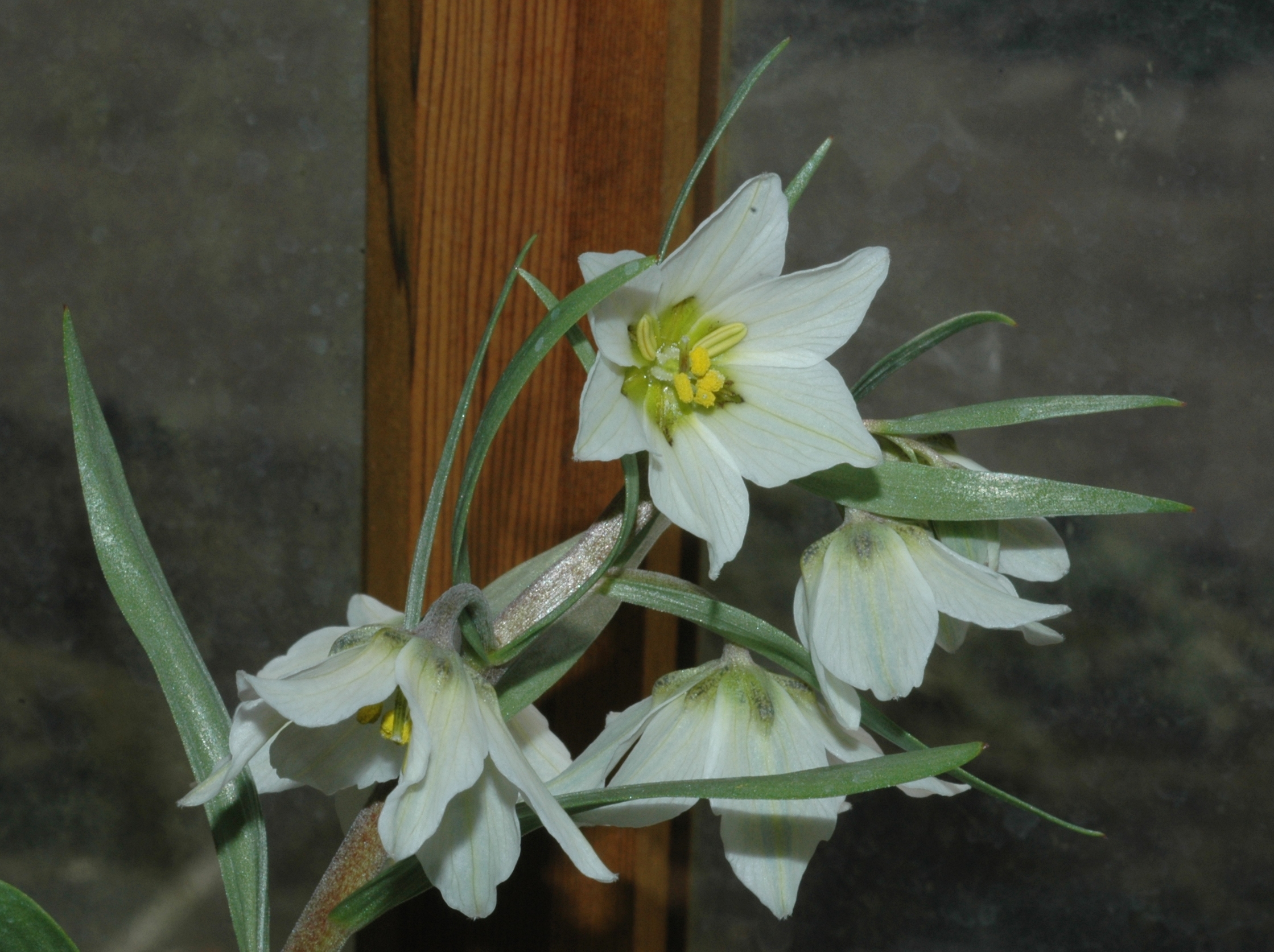 Liliaceae Fritillaria bucharica