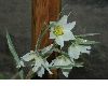 image of Fritillaria bucharica