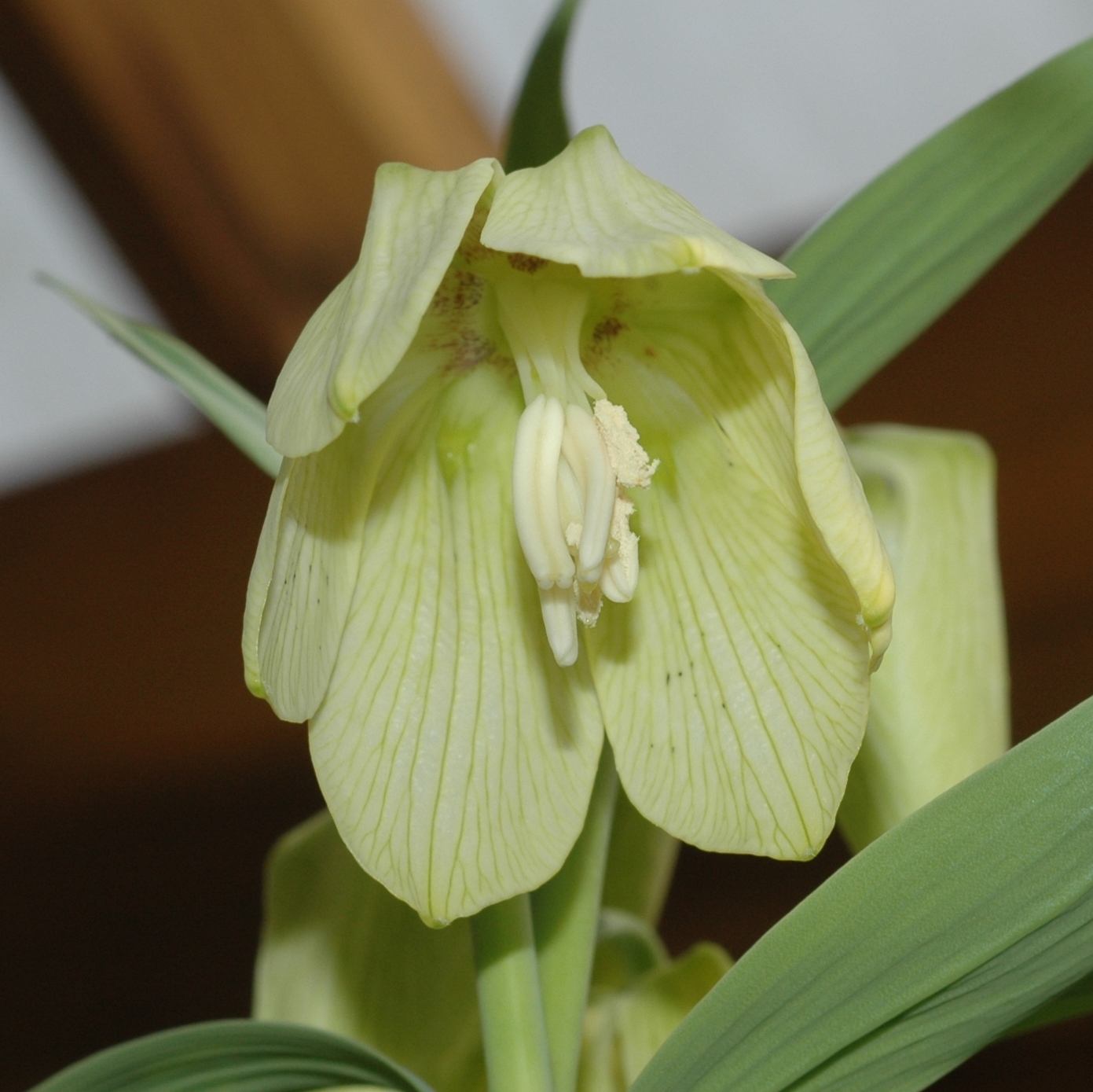 Liliaceae Fritillaria pallidiflora