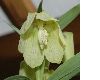 image of Fritillaria pallidiflora