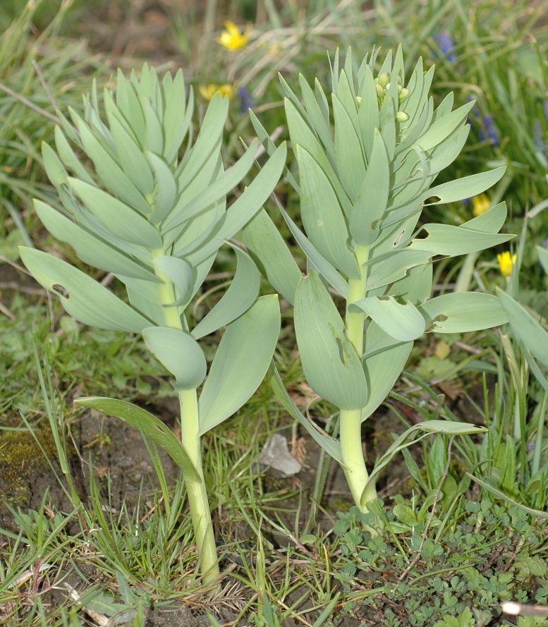 Liliaceae Fritillaria persica