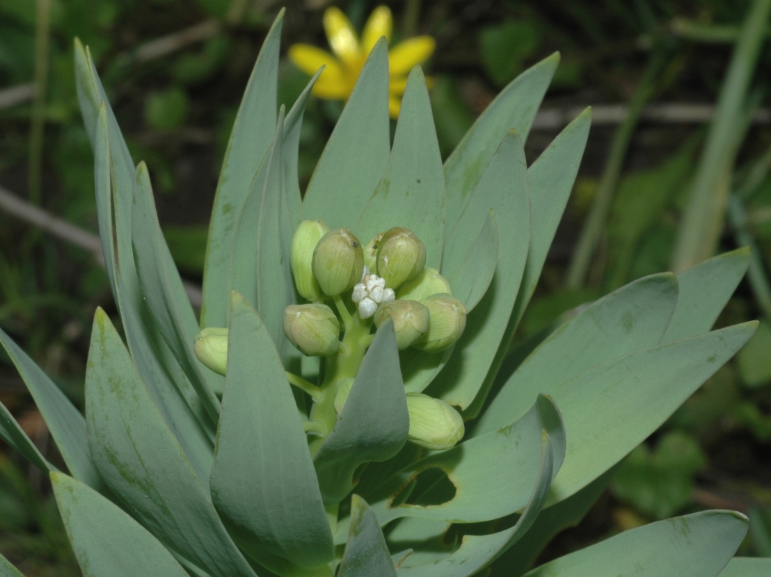 Liliaceae Fritillaria persica