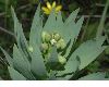 image of Fritillaria persica