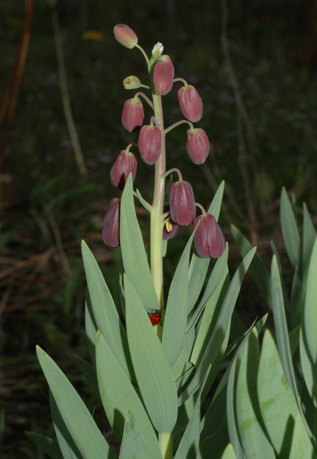 Liliaceae Fritillaria persica