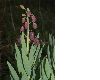 image of Fritillaria persica