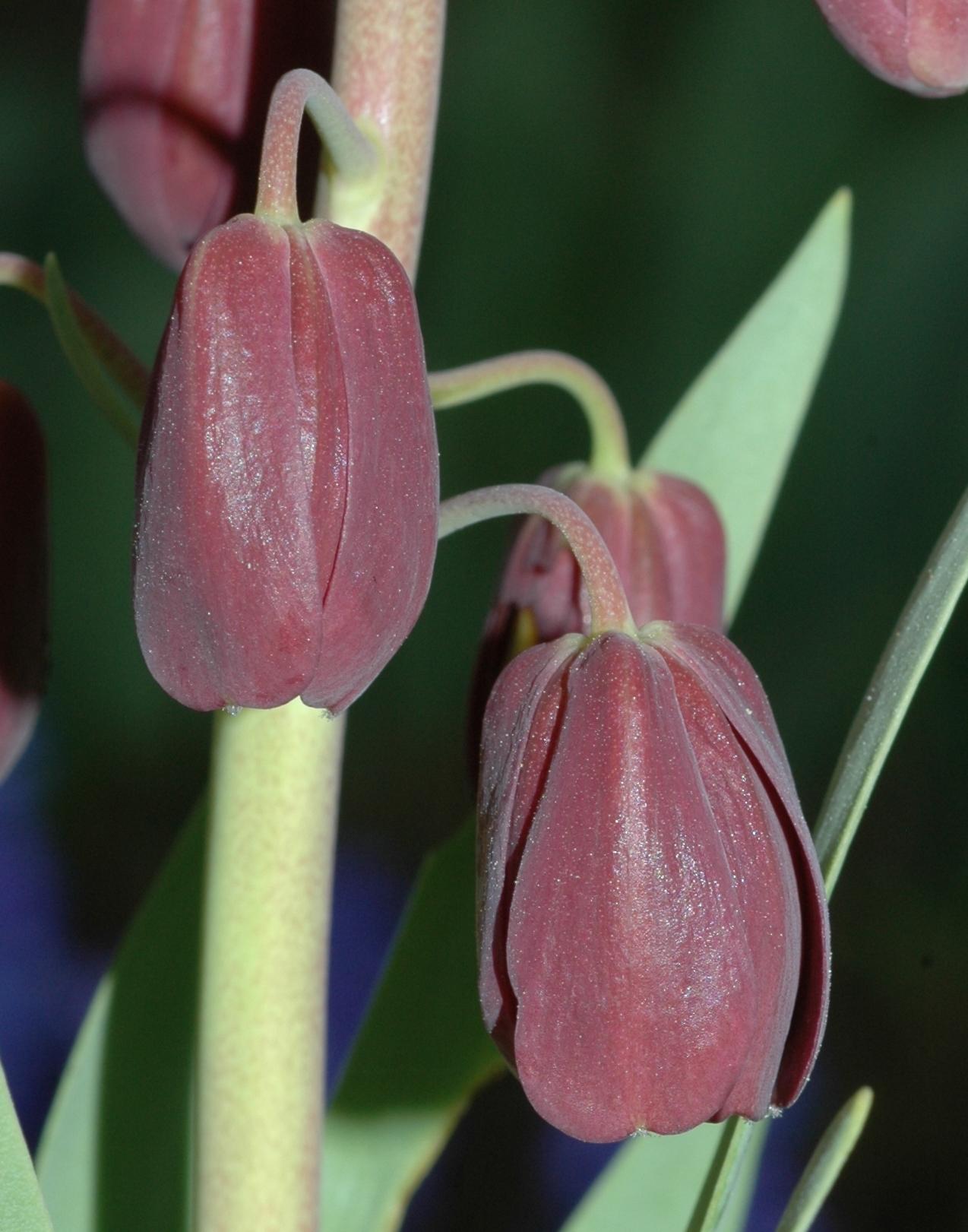 Liliaceae Fritillaria persica