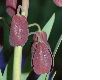 image of Fritillaria persica