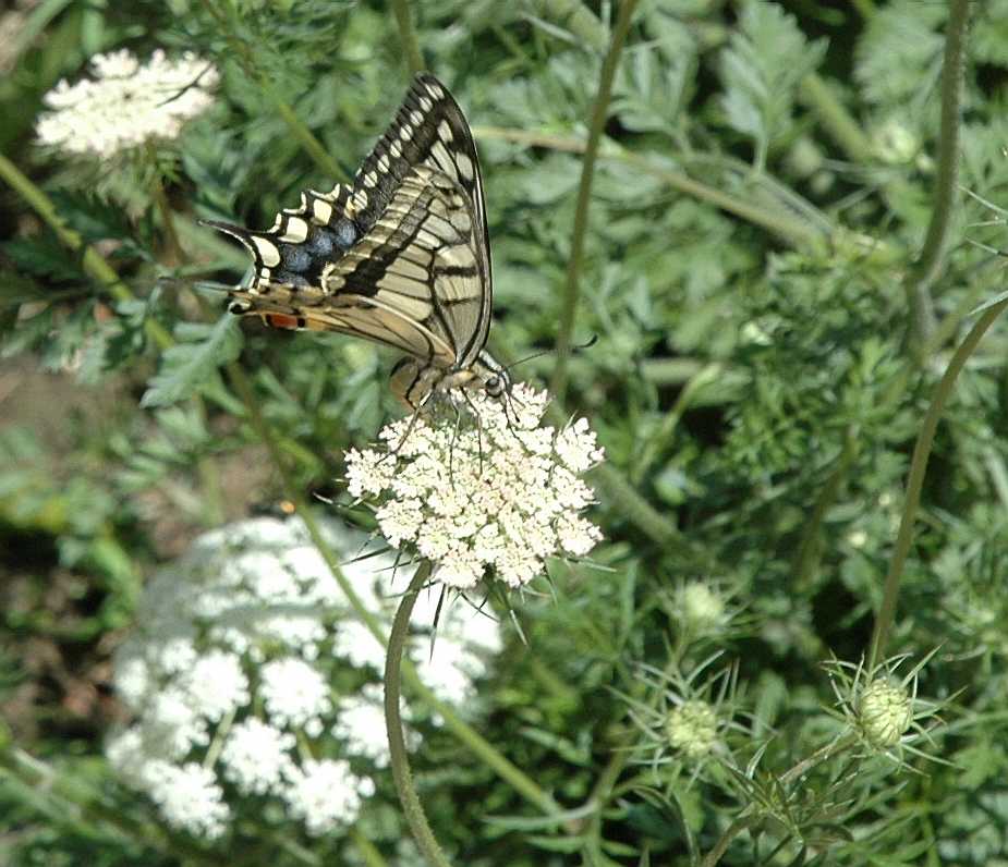 Apiaceae Daucus carota