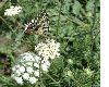 image of Papilio machaon