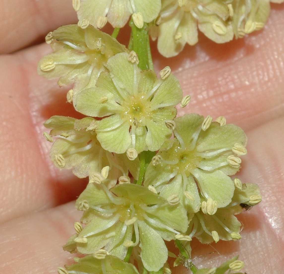 Aceraceae Acer capillipes