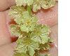 image of Acer capillipes