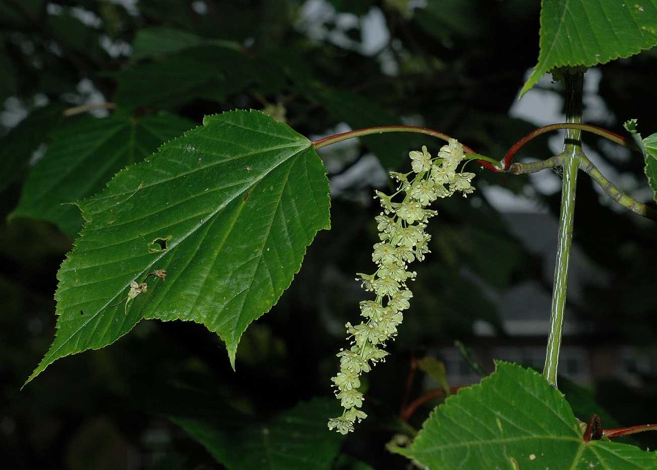 Aceraceae Acer capillipes