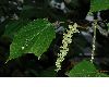 image of Acer capillipes