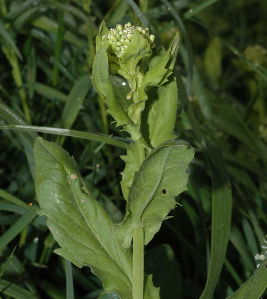Brassicaceae Arabis caucasica