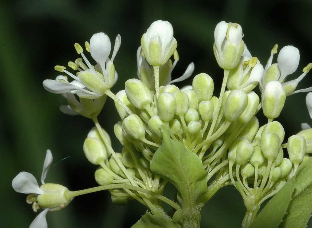Brassicaceae Arabis caucasica