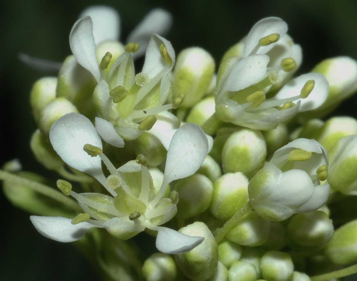 Brassicaceae Arabis caucasica