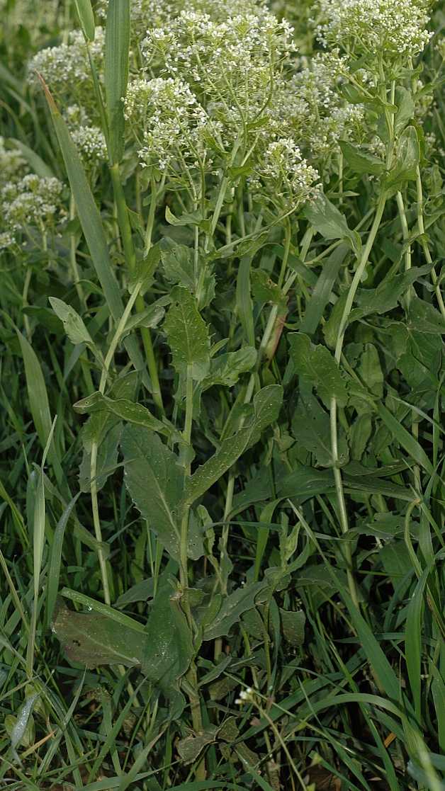 Brassicaceae Arabis caucasica