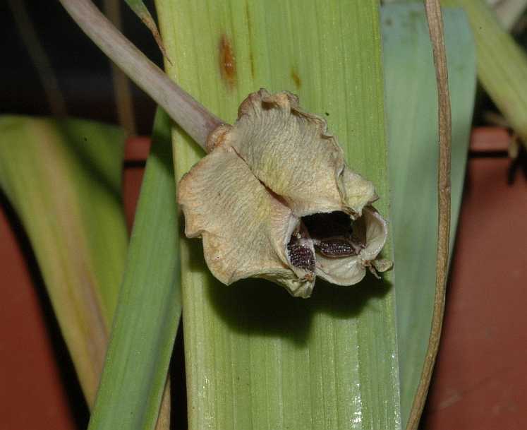 Liliaceae Calochortus 