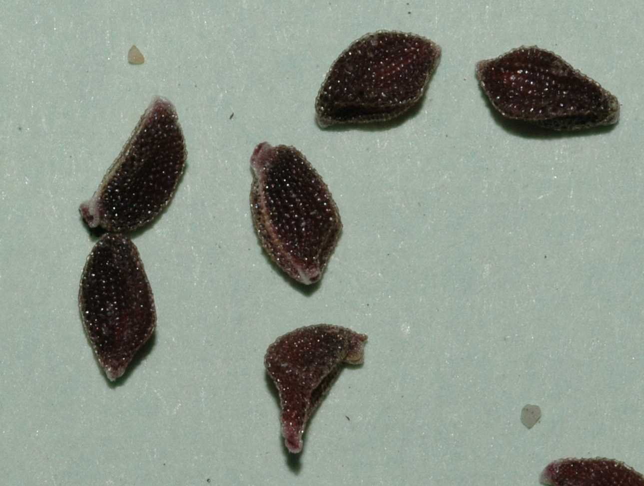 Liliaceae Calochortus 