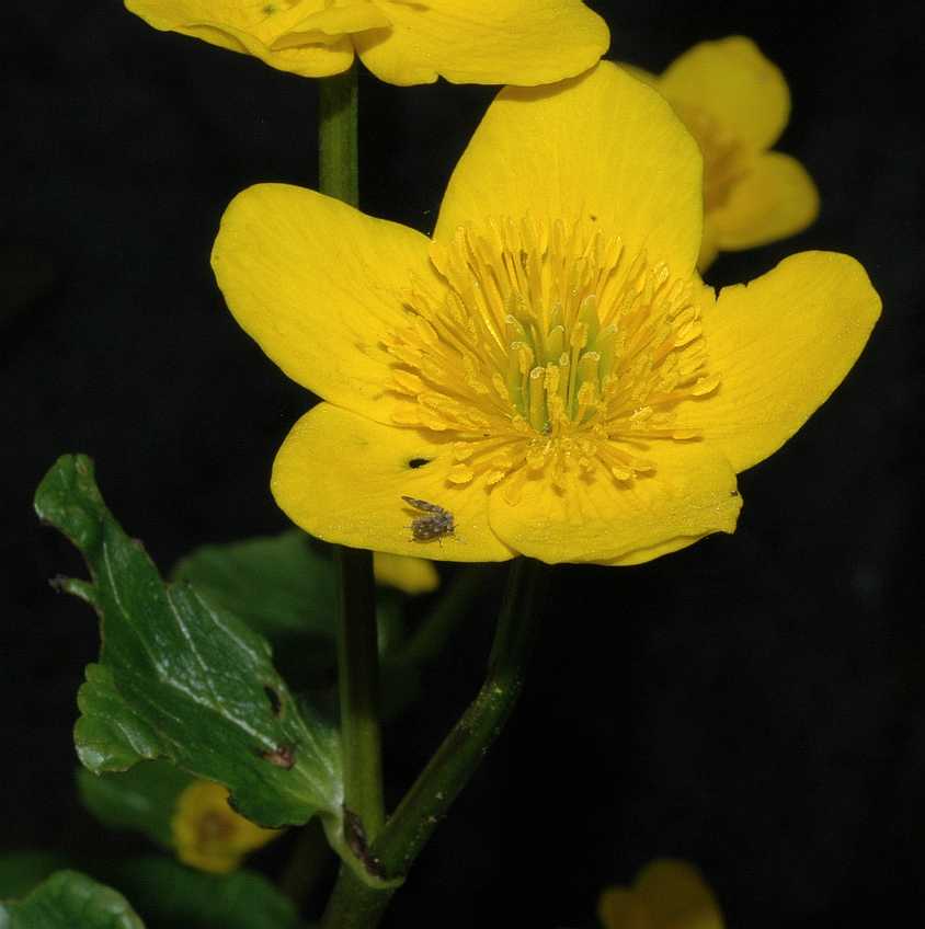 Ranunculaceae Caltha palustris