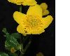 image of Caltha palustris