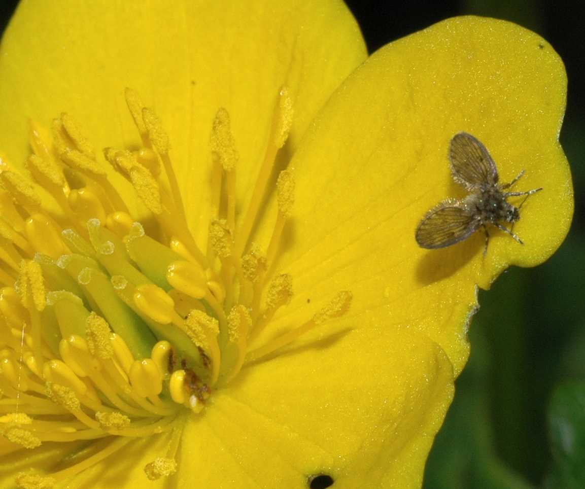Psychodidae Pericoma 