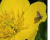 image of Caltha palustris