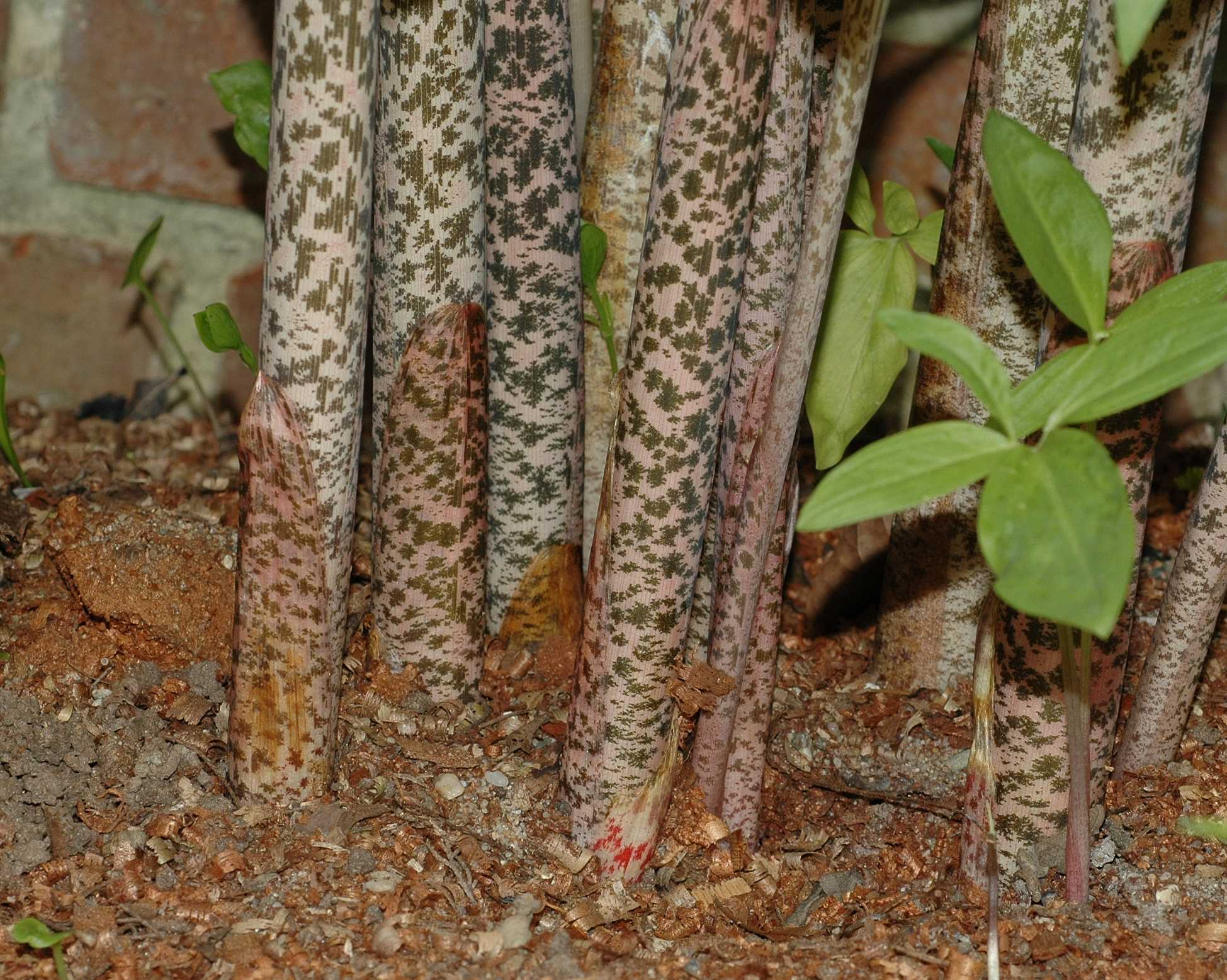 Araceae Sauromatum 