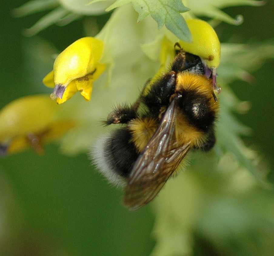 Apidae Bombus 