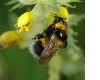image of Bombus 