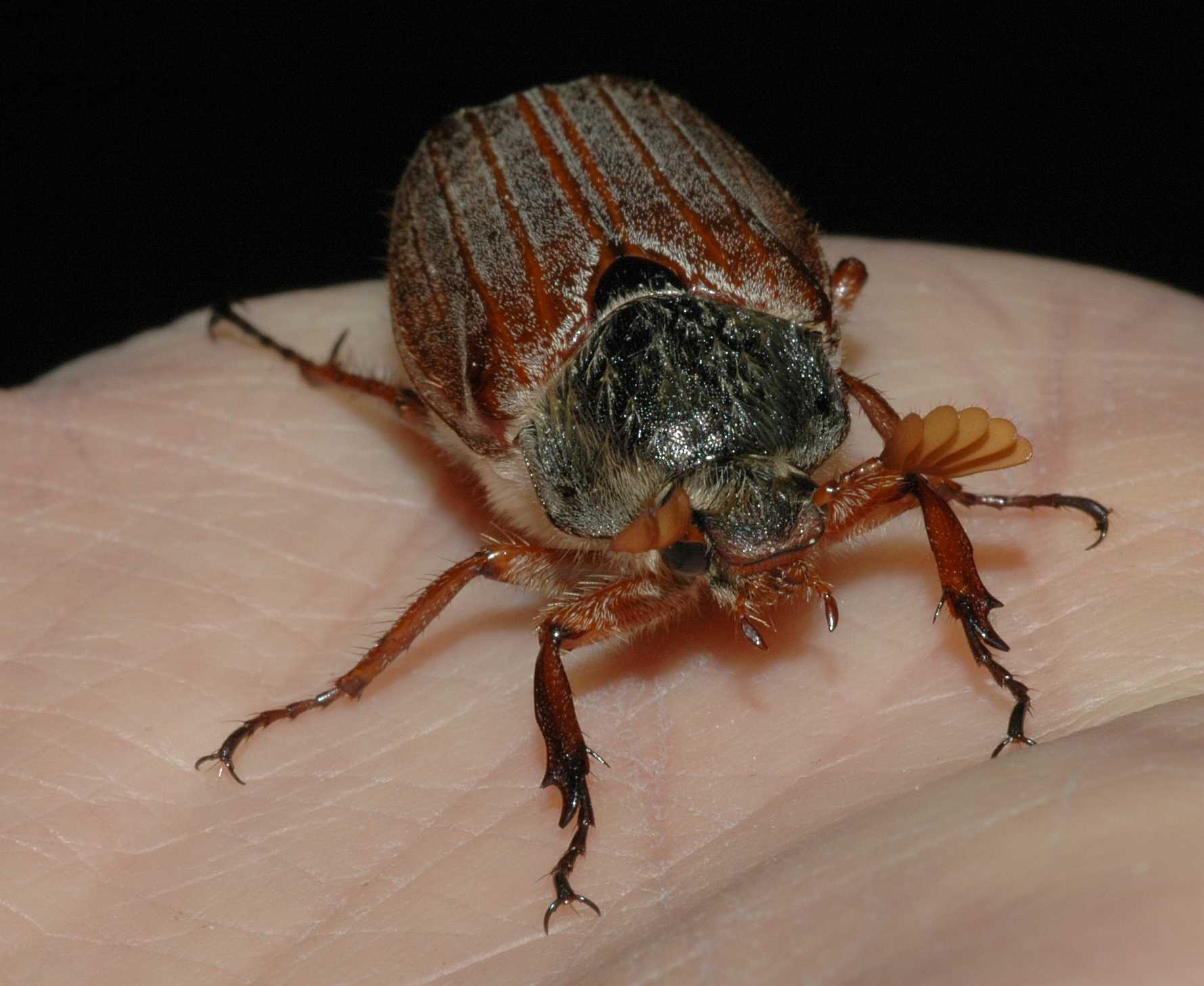  Melolontha melolontha