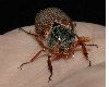 image of Melolontha melolontha