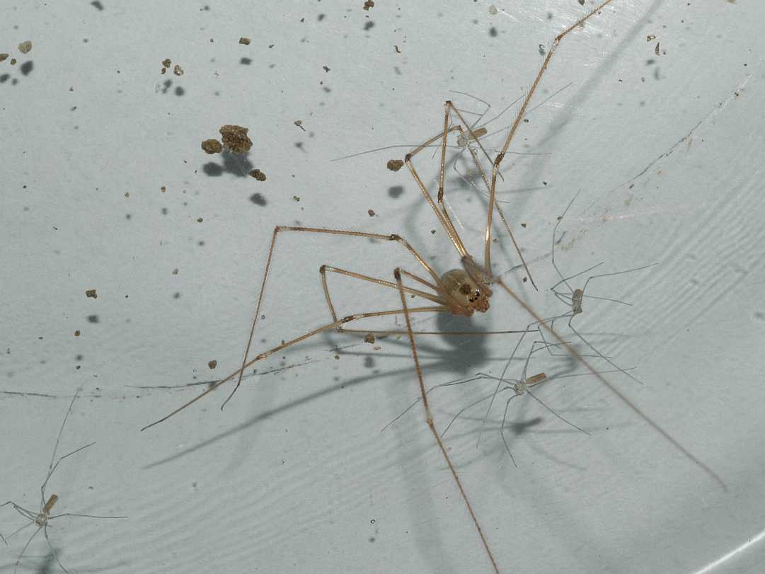 Pholcidae Pholcus phalangioides