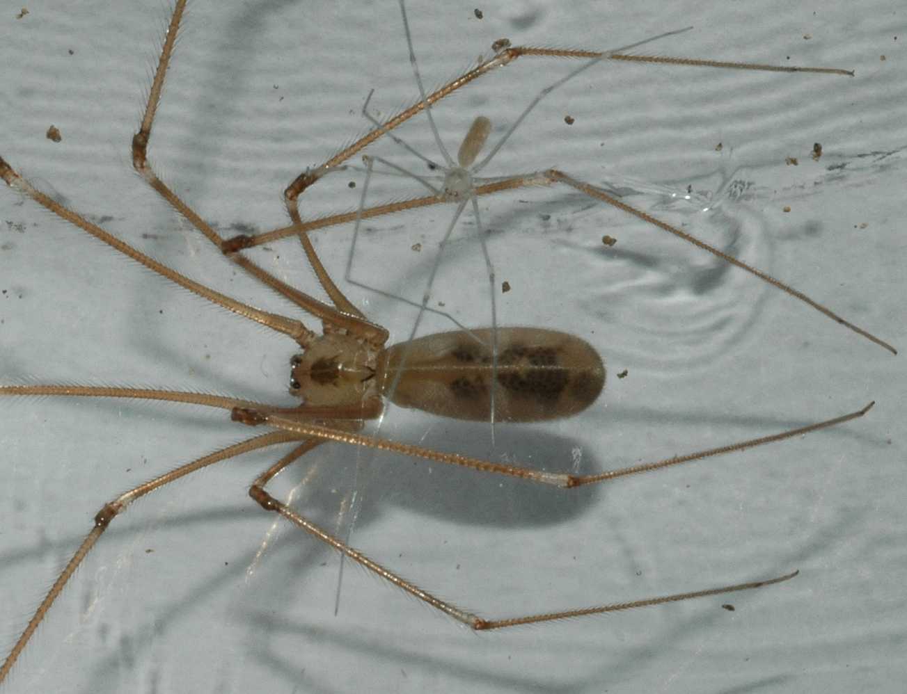 Pholcidae Pholcus phalangioides