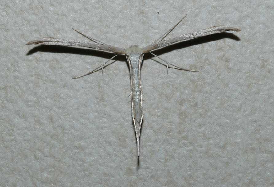 Pterophoridae  