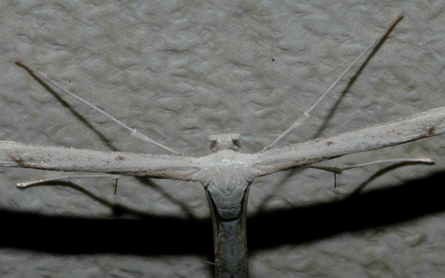 Pterophoridae  