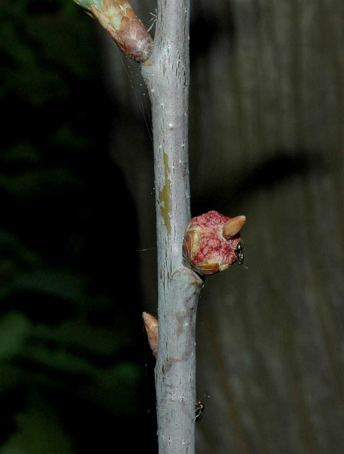 Fagaceae Quercus robur