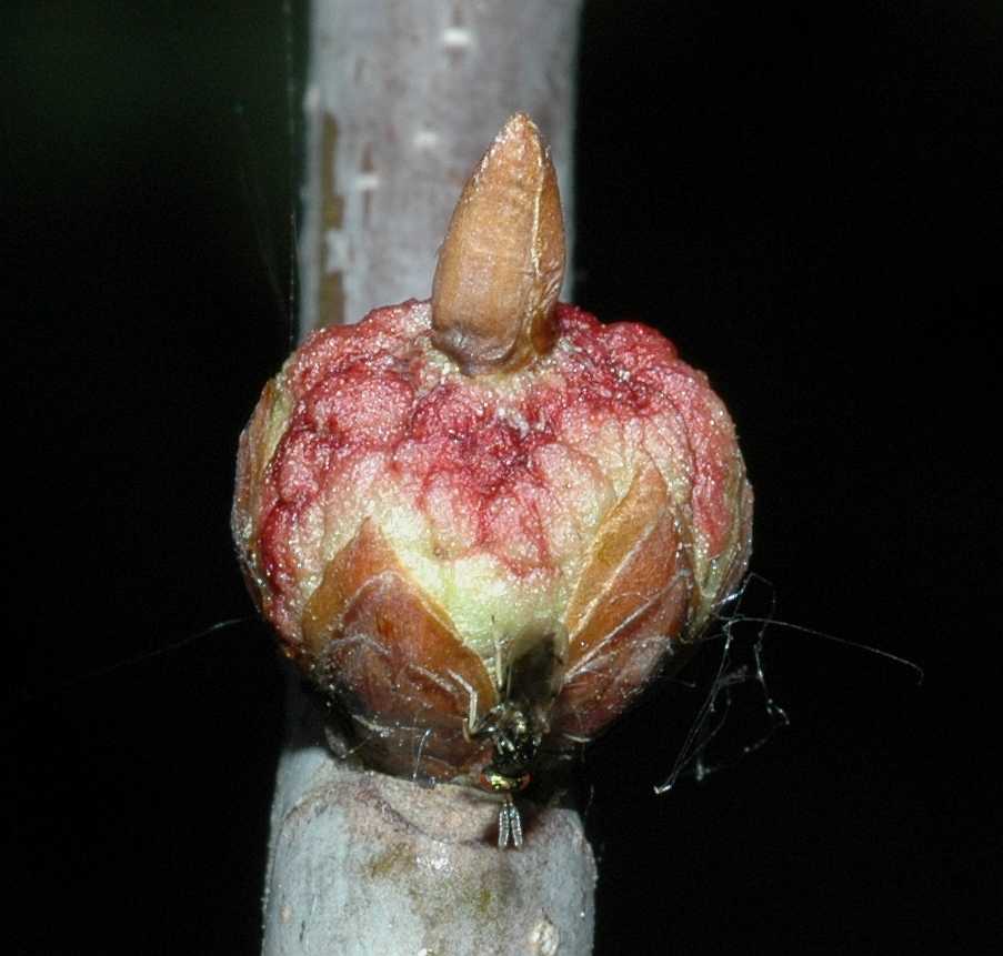 Fagaceae Quercus robur