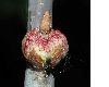 image of Quercus robur