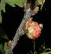 image of Quercus robur