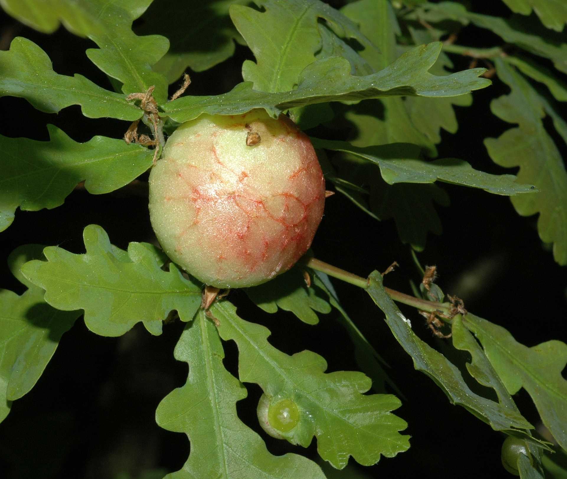 Fagaceae Quercus robur