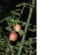 image of Quercus robur