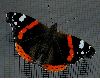 image of Vanessa atalanta